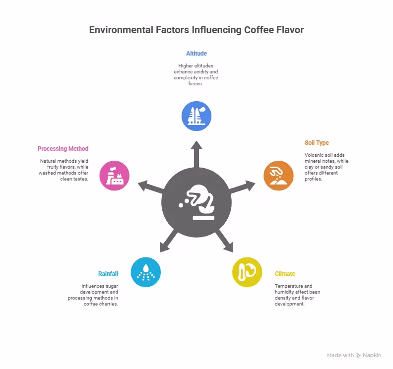 Environmental Factors Influencing Coffee Flavor