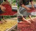 Three Coffee Processing Methods