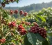 single origin coffee