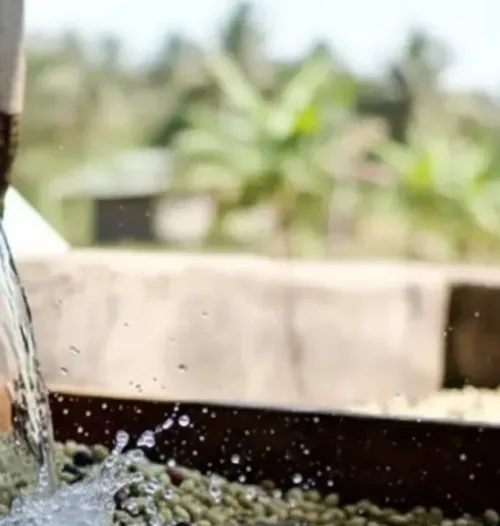 Washed Process Coffee Methods